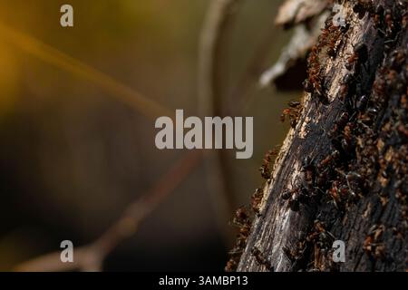Les fourmis sauvages construisent leur gros morceau de bois carbonisé noir. Fourmi famille - colonie coopérer sur le nouveau bâtiment de fourmi colline. Banque D'Images
