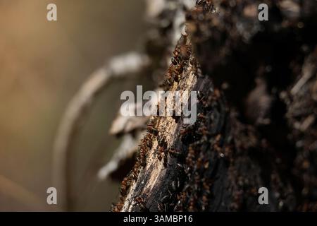 Les fourmis sauvages construisent leur gros morceau de bois carbonisé noir. Fourmi famille - colonie coopérer sur le nouveau bâtiment de fourmi colline. Banque D'Images