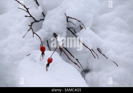 Dec. 24, 2013 - Calgary, AB, Canada - les hanches roses brillent rouge contre la neige près de Water Valley, Alta., le mardi 24 décembre 2013. Mike Drew/Calgary Sun/QMI Agency (image de crédit : © Mike Drew/QMI Agency/ZUMAPRESS.com) Banque D'Images