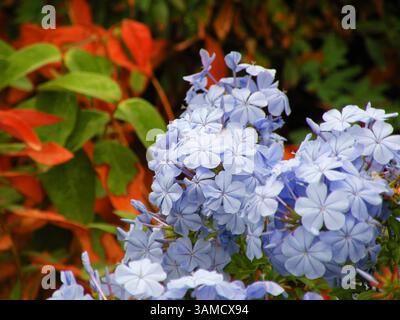 Fleurs de jasmin bleu - Plumbago auriculata Banque D'Images