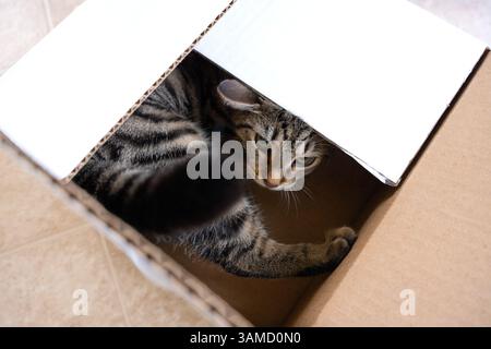 Adorable chaton tabby avec les yeux verts assis à l'intérieur d'une boîte en carton, regardant vers le haut avec curiosité. Parfait pour l'adoption d'animaux de compagnie, vacances sur le thème des chats Banque D'Images