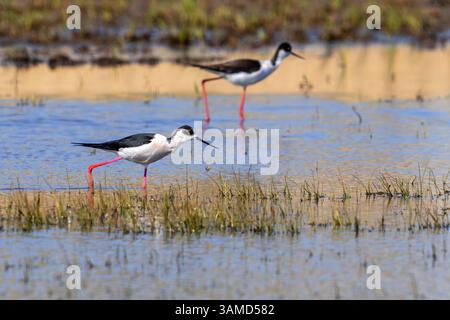 Échasses à ailettes noires (Himantopus himantopus) deux mâles adultes se nourrissant dans les eaux peu profondes de l'étang au milieu humide au printemps Banque D'Images