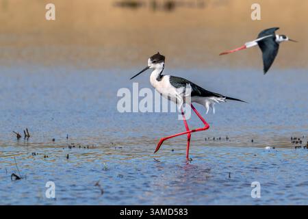 Mâles adultes mâles adultes à ailettes noires (Himantopus himantopus) buvant en eau peu profonde dans les milieux humides au printemps Banque D'Images