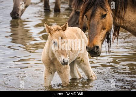 Dülmen, Münsterland, Allemagne. 13 avril 2025. Une jument et son poulain profitent d'une boisson rafraîchissante et d'un bain dans l'étang. Le fort troupeau c400 de petits chevaux sauvages Dülmen (également appelés Dülmener), une race classée comme gravement menacée, vit dans des conditions semi-sauvages près de la petite ville de Dülmen. Alors que le troupeau est complété par de la paille en hiver et que leur grande superficie est protégée contre les prédateurs, ils sont en grande partie laissés à eux-mêmes avec peu d'interférences. Crédit : Imageplotter/Alamy Live News Banque D'Images