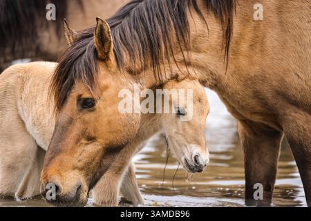 Dülmen, Münsterland, Allemagne. 13 avril 2025. Une jument et son poulain profitent d'une boisson rafraîchissante et d'un bain dans l'étang. Le fort troupeau c400 de petits chevaux sauvages Dülmen (également appelés Dülmener), une race classée comme gravement menacée, vit dans des conditions semi-sauvages près de la petite ville de Dülmen. Alors que le troupeau est complété par de la paille en hiver et que leur grande superficie est protégée contre les prédateurs, ils sont en grande partie laissés à eux-mêmes avec peu d'interférences. Crédit : Imageplotter/Alamy Live News Banque D'Images