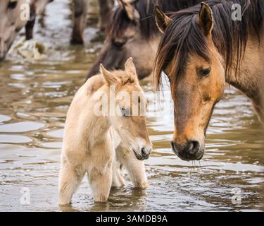 Dülmen, Münsterland, Allemagne. 13 avril 2025. Une jument et son poulain profitent d'une boisson rafraîchissante et d'un bain dans l'étang. Le fort troupeau c400 de petits chevaux sauvages Dülmen (également appelés Dülmener), une race classée comme gravement menacée, vit dans des conditions semi-sauvages près de la petite ville de Dülmen. Alors que le troupeau est complété par de la paille en hiver et que leur grande superficie est protégée contre les prédateurs, ils sont en grande partie laissés à eux-mêmes avec peu d'interférences. Crédit : Imageplotter/Alamy Live News Banque D'Images