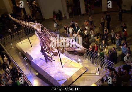 17 mai 2000 - États-Unis - KRT US NEWS STORY SLUGGED : DINOSAUR KRT PHOTOGRAPHIE DE PHIL VELASQUEZ/CHICAGO TRIBUNE (KRT) CHICAGO, ILLINOIS, 17 mai -- Sue le Tyrannosaurus Rex le plus complet jamais trouvé est dévoilé mercredi au Field Museum de Chicago, Illinois. Trouvé dans un ranch amérindien dans le Dakota du Sud en 1990, Sue est à la fois une merveille scientifique et un succès de musée sûr, un fait souligné lorsque le Field Museum a acheté le dinosaure en 1997, pour une offre de 8,36 millions de dollars dans une maison de vente aux enchères Sotheby's New York. (TB) PL BL KD 2000 (HORIZ.) (kn) (crédit image : © Chicago Tribune/mct/ZUMAPRESS.com) Banque D'Images