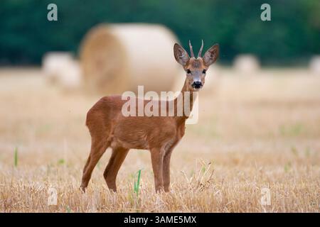 Cerf rodé (Capreolus capreolus) debout dans un champ récolté avec des balles de foin en arrière-plan, photographié dans la Hongrie rurale. Banque D'Images
