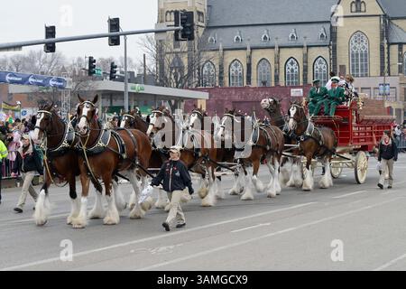 Mars 1, 2014 - créé Louis, Missouri, U. S - The Pride of heureux Louis, The Budweiser Clydesdale défilent dans la rue lors de la parade de mardi gras 2014 à la célébration Louis MO où le thème de cette parade de cette année était de célébrer offert Louis à ses 250 ans. (Crédit image : © Richard Ulreich/ZUMAPRESS.com) Banque D'Images