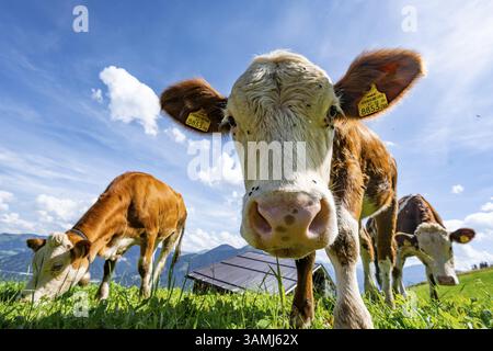 Trois jeunes veaux curieux (Bos primigenius taurus), des vaches sur un pré alpin, étirant leurs museaux vers la caméra, des bovins Simmental, Hochbrixe Banque D'Images