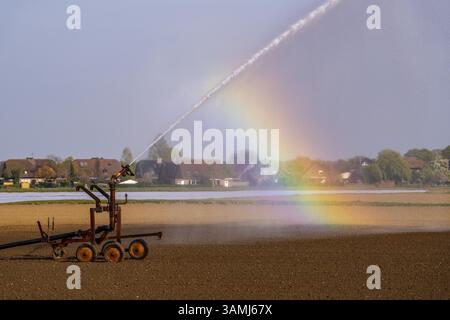 Irrigation artificielle d'un champ, fraîchement semé, en avril, avec un système d'arrosage, une longue période sèche au printemps rend cela nécessaire pour les jeunes plantes Banque D'Images