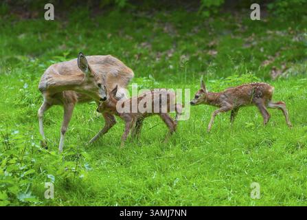 Cerf rotin (Capreolus capreolus), biche et deux faons debout dans un pré, Allemagne, Europe Banque D'Images