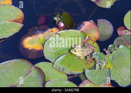 Grenouille assise sur des feuilles de nénuphar, jardin botanique, Munich, Bavière, Allemagne, Europe Banque D'Images