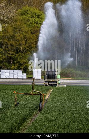 Irrigation artificielle d'un champ de céréales en avril, avec un système d'arrosage, une longue période sèche au printemps rend cela nécessaire pour que les jeunes plantes poussent Banque D'Images