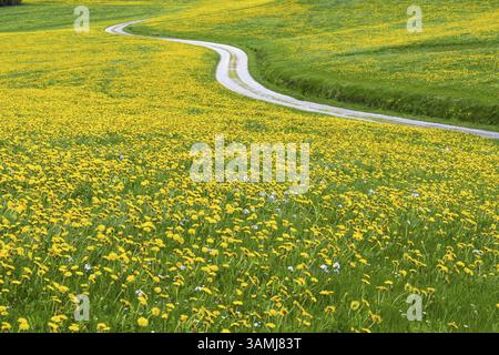 Chemin de champ sinueux à travers une prairie de pissenlits (Taraxacum sect. Ruderalia) au printemps, prairie près de Hopfensee, Ostallgaeu, Allgaeu, Bavière, Allemagne, EUR Banque D'Images