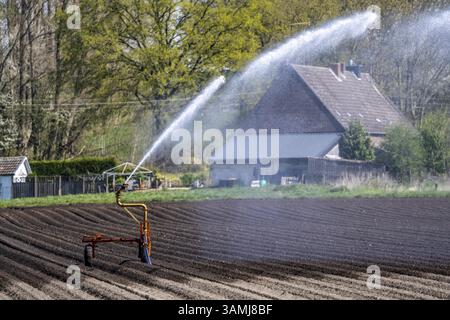 Irrigation artificielle d'un champ de pommes de terre en avril, avec un système d'arrosage, une longue sécheresse au printemps rend cela nécessaire, pour un total de 7,5 hectares Banque D'Images