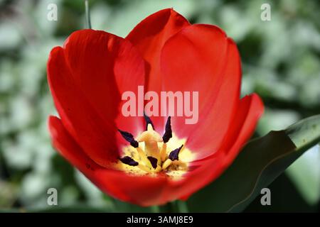 Tulipe de jardin, tulipe de Gesner, tulipe de perroquet (Tulipa gesneriana) Banque D'Images