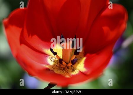 Tulipe de jardin, tulipe de Gesner, tulipe de perroquet (Tulipa gesneriana) Banque D'Images