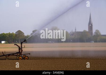 Irrigation artificielle d'un champ, fraîchement semé, en avril, avec un système d'arrosage, une longue sécheresse au printemps rend cela nécessaire pour que la jeune plante Banque D'Images
