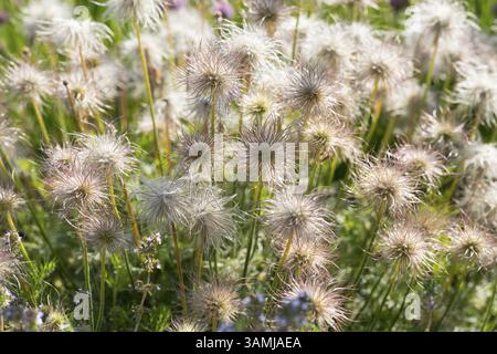 Fruits plumeux peu avant la maturation de la fleur de Pasque (Pulsatilla vulgaris), Allemagne, Europe Banque D'Images