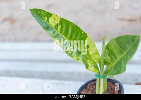 Gros plan sur le philodendron orlando dans le pot Banque D'Images