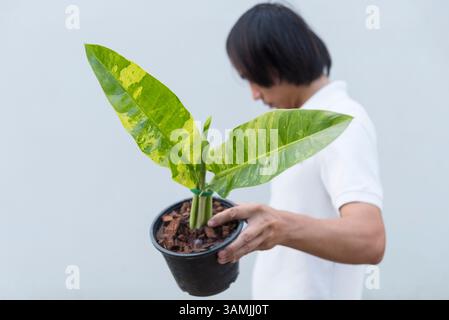 Gros plan sur le philodendron orlando dans le pot Banque D'Images