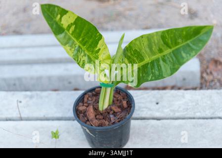 Gros plan sur le philodendron orlando dans le pot Banque D'Images