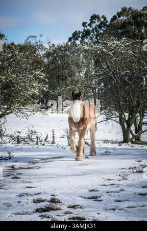 Clydesdale cheval dans la neige Banque D'Images