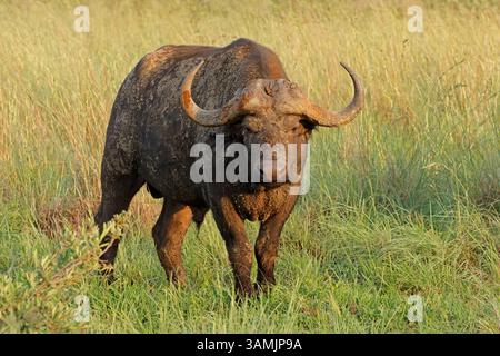 Un grand buffle africain (Syncerus caffer) dans son habitat naturel, réserve de gibier de Madikwe, Afrique du Sud Banque D'Images
