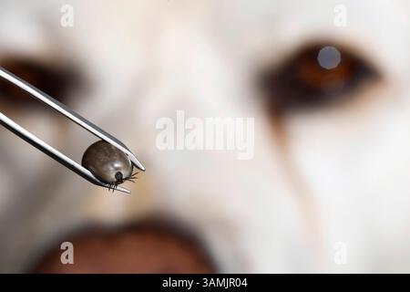 Chien blanc, labrador retriever regarde la tique remplie de sang dans une pince à épiler, les tiques doivent être retirées des animaux de compagnie, sinon elles peuvent causer des infections dangereuses Banque D'Images