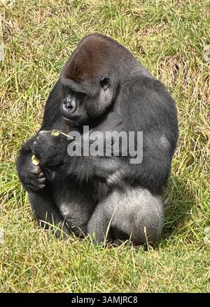 Gorille des basses terres occidentales (Gorilla Gorilla Gorilla Gorilla) au parc animalier Orana, île de Mcleans, Christchurch (Ōtautahi), région de Canterbury, Nouvelle-Zélande Banque D'Images