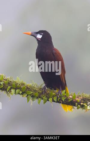 Montezuma Oropendola au Costa Rica Banque D'Images