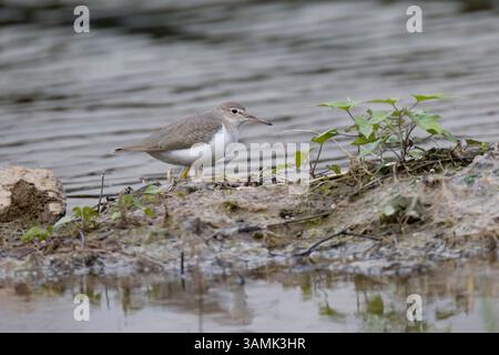 Tacheté Sandpiper dans le plumage d'hiver au Costa Rica Banque D'Images