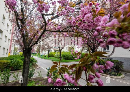Kirschblüte beim Hainburger Weg im 3. Bezirk Wien Landstraße AM 10.04.2025. // floraison de cerisiers à Hainburger Weg dans le 3ème arrondissement de Vienne, Landstraße, le 10 avril 2025. - 20250410 PD19653 crédit : APA-PictureDesk/Alamy Live News Banque D'Images