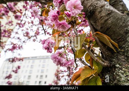 Kirschblüte beim Hainburger Weg im 3. Bezirk Wien Landstraße AM 10.04.2025. // floraison de cerisiers à Hainburger Weg dans le 3ème arrondissement de Vienne, Landstraße, le 10 avril 2025. - 20250410 PD19648 crédit : APA-PictureDesk/Alamy Live News Banque D'Images