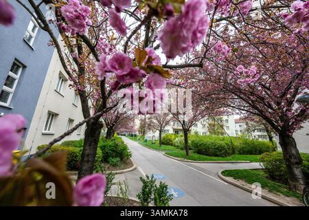 Kirschblüte beim Hainburger Weg im 3. Bezirk Wien Landstraße AM 10.04.2025. // floraison de cerisiers à Hainburger Weg dans le 3ème arrondissement de Vienne, Landstraße, le 10 avril 2025. - 20250410 PD19650 crédit : APA-PictureDesk/Alamy Live News Banque D'Images