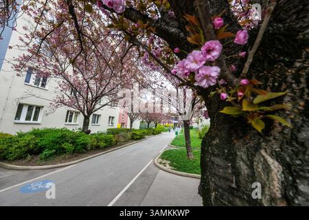 Kirschblüte beim Hainburger Weg im 3. Bezirk Wien Landstraße AM 10.04.2025. // floraison de cerisiers à Hainburger Weg dans le 3ème arrondissement de Vienne, Landstraße, le 10 avril 2025. - 20250410 PD19673 crédit : APA-PictureDesk/Alamy Live News Banque D'Images