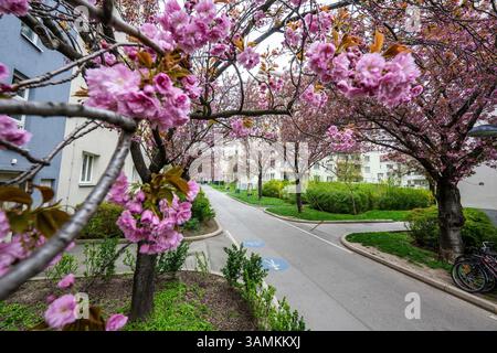 Kirschblüte beim Hainburger Weg im 3. Bezirk Wien Landstraße AM 10.04.2025. // floraison de cerisiers à Hainburger Weg dans le 3ème arrondissement de Vienne, Landstraße, le 10 avril 2025. - 20250410 PD19674 crédit : APA-PictureDesk/Alamy Live News Banque D'Images