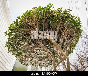 Jan 3, 2014 - Merrick, New York, États-Unis - Un arbuste Euonymus europaeus avec de petites baies rouges est enneigé, alors qu'un gel dangereux s'installe après un blizzard déversé 6-12 pouces de neige sur long Island. La plage de température est de 13 à 18 degrés avec des rafales de vent jusqu'à 45 mph. La ville de Hempstead, dans la banlieue du comté de Nassau, a déclaré une urgence de neige avec des centaines d'écoles fermées vendredi, alors que les routes sont en cours de labourage. (Crédit image : © Ann Parry/ZUMA Wire/ZUMAPRESS.com) Banque D'Images