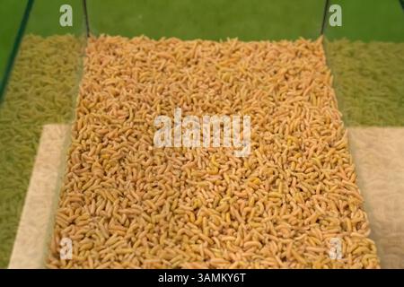 Larves de mouches. LARVES DE MOUCHES GROUILLANTES pour expériences Banque D'Images