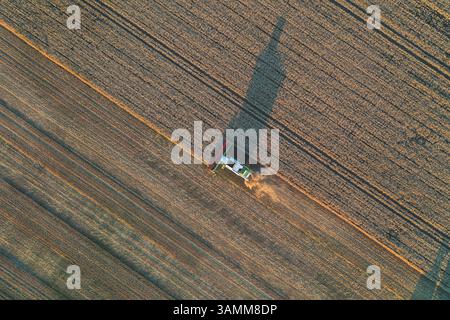 Vue aérienne de la récolte des grains par faucheuse en grand champ en Belgique. Banque D'Images