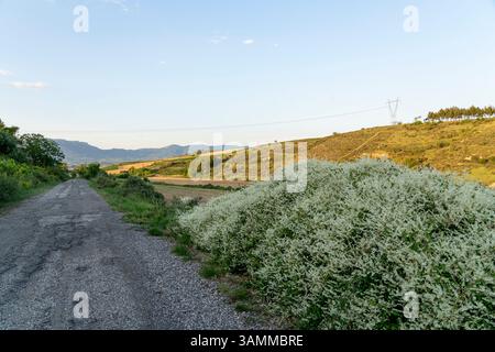 Superbes vignobles ensoleillés à la Rioja après la pluie Banque D'Images