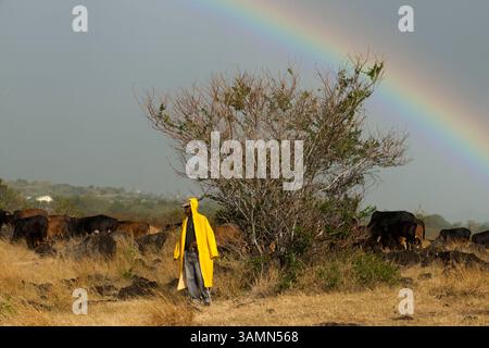 Apr 16, 2013 - Saint-Denis, Île de la Réunion, France - coucher de soleil avec fond arc-en-ciel. Un cow-boy s'occupe de ses vaches. A la Réunion, ses paysages magnifiques, sa nature préservée et ses magnifiques possibilités de randonnée ont donné une renommée internationale. Mais la rencontre, située à l’est de Madagascar dans l’océan Indien, est aussi une île qui a profité de leurs différentes influences. (Crédit image : © Sergi Reboredo/ZUMA Wire/ZUMAPRESS.com) Banque D'Images