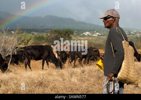 Apr 16, 2013 - Saint-Denis, Île de la Réunion, France - coucher de soleil avec fond arc-en-ciel. Un cow-boy s'occupe de ses vaches. A la Réunion, ses paysages magnifiques, sa nature préservée et ses magnifiques possibilités de randonnée ont donné une renommée internationale. Mais la rencontre, située à l’est de Madagascar dans l’océan Indien, est aussi une île qui a profité de leurs différentes influences. (Crédit image : © Sergi Reboredo/ZUMA Wire/ZUMAPRESS.com) Banque D'Images