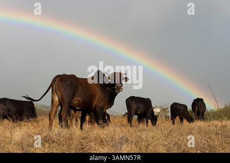 Apr 16, 2013 - Saint-Denis, Île de la Réunion, France - coucher de soleil avec fond arc-en-ciel. Quelques vaches qui paissent sur la plaine. Entourée par l’immensité de l’océan Indien, l’île de la Réunion offre une variété de paysages. A chaque altitude de son relief monumental, l’île change de visage et nous surprend avec des pics déchiquetés, des gorges profondes et des précipices, des forêts au goutte à goutte de cascades et de grandes plaines lunaires. (Crédit image : © Sergi Reboredo/ZUMA Wire/ZUMAPRESS.com) Banque D'Images