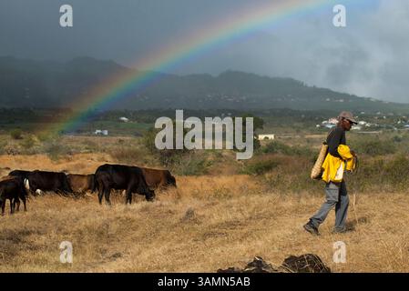 Apr 16, 2013 - Saint-Denis, Île de la Réunion, France - coucher de soleil avec fond arc-en-ciel. Un cow-boy s'occupe de ses vaches. A la Réunion, ses paysages magnifiques, sa nature préservée et ses magnifiques possibilités de randonnée ont donné une renommée internationale. Mais la rencontre, située à l’est de Madagascar dans l’océan Indien, est aussi une île qui a profité de leurs différentes influences. (Crédit image : © Sergi Reboredo/ZUMA Wire/ZUMAPRESS.com) Banque D'Images