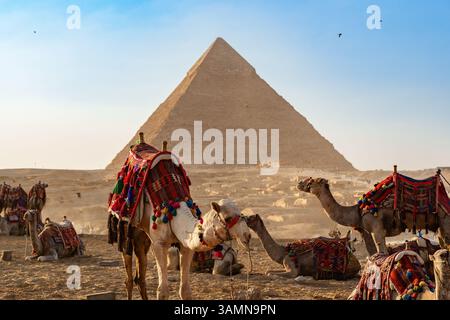 Caravane de chameau reposant près de Grande Pyramide à Gizeh pendant le coucher du soleil avec des décorations colorées et paysage désertique Banque D'Images
