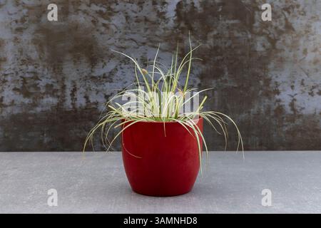 Carex oshimensis, plante japonaise à fleurs de calandre originaire du Japon avec des feuilles de feuillage rayées dans un pot en céramique rouge Banque D'Images