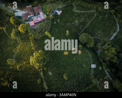 Vue aérienne de la plantation de café luxuriante et des maisons dans le Salento, Quindio, Colombie. Banque D'Images