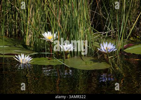 4 mai 2013 - Moremi, Botswana, Afrique - les fleurs et les petits nénuphars sont une constante. Moremi Game Reserve est un parc national du Botswana. Il repose sur le côté est du delta de l'Okavango et a été nommé d'après le chef Moremi de la tribu BaTawana. Moremi a été désignée comme réserve de chasse, et non comme parc national permettant aux BaSarwa ou aux Bushmen de demeurer dans la réserve. (Crédit image : © Sergi Reboredo/ZUMA Wire/ZUMAPRESS.com) Banque D'Images